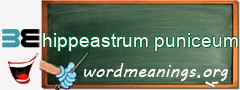 WordMeaning blackboard for hippeastrum puniceum
